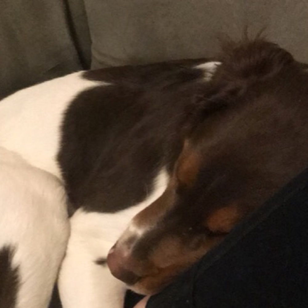 Meet your Posher, Laikin